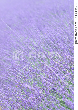 薰衣草田野組 41449420