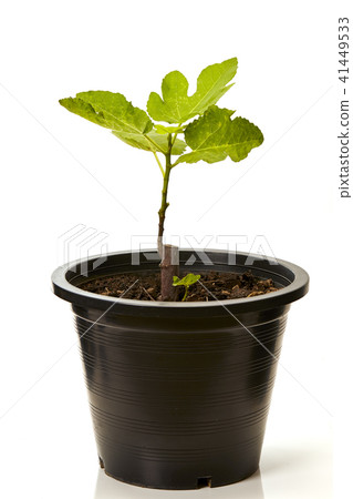 Fig tree plant in black plastic pot 41449533