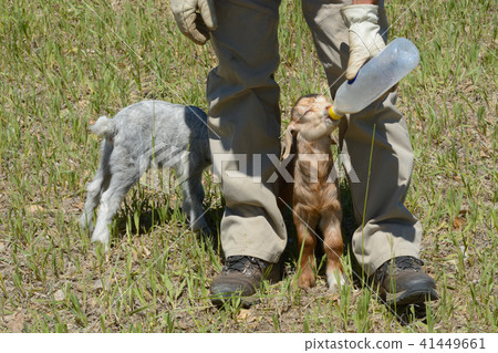Two newborn baby goats 41449661