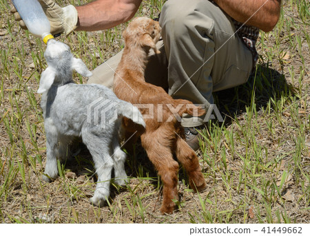 Two newborn baby goats 41449662