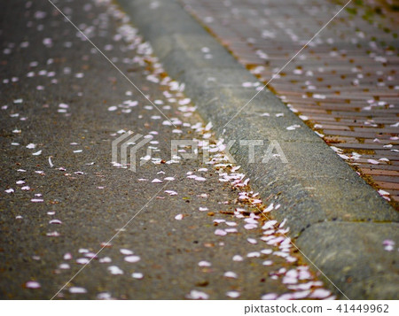 櫻桃花瓣 櫻桃花瓣 41449962