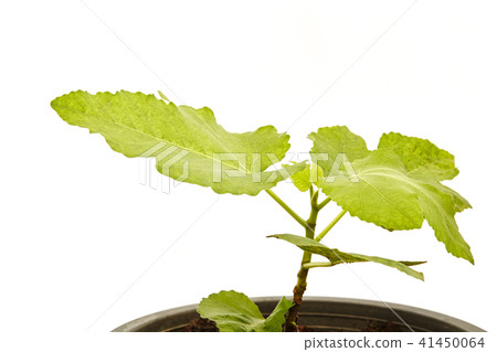 Fig Tree Panache with fruits in pot  on white 41450064