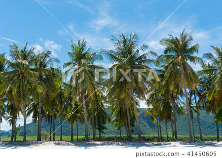 CoconutTree BlueSky SamPhrayaBeach Prachuap Thai 41450605