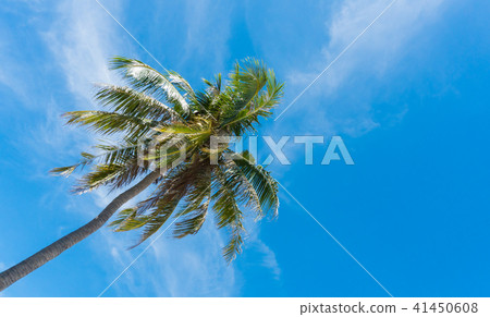 CoconutTree BlueSky Cloud Prachuap Khiri Khan Thai 41450608