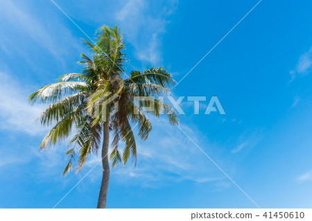 CoconutTree Bluesky Cloud Prachuap Khiri Khan Thai 41450610