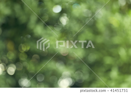 bokeh background of the summer forest bokeh background of the summer forest 41451731