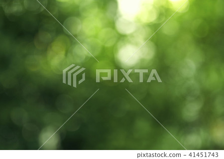 bokeh background of the summer forest 41451743
