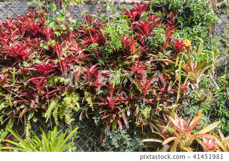 neoregelia plant in garden 41451981