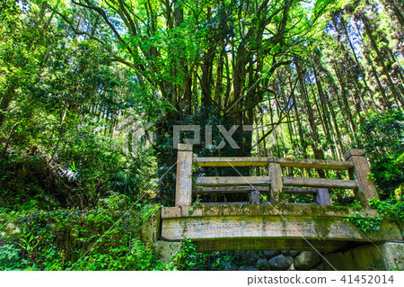 Fresh green Shimogose large wig [Saga City, Saga Prefecture] 41452014