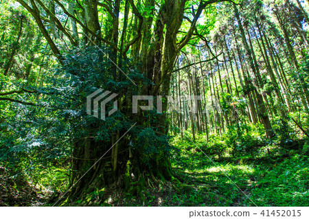 Fresh green Shimogose large wig [Saga City, Saga Prefecture] 41452015