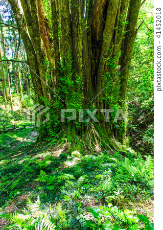 Fresh green Shimogose large wig [Saga City, Saga Prefecture] 41452018