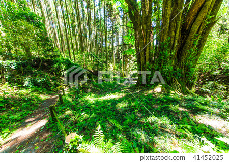 Fresh green Shimogose large wig [Saga City, Saga Prefecture] 41452025