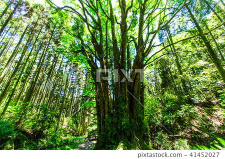 Fresh green Shimogose large wig [Saga City, Saga Prefecture] 41452027