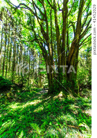 Fresh green Shimogose large wig [Saga City, Saga Prefecture] 41452029