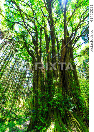 Fresh green Shimogose large wig [Saga City, Saga Prefecture] 41452031