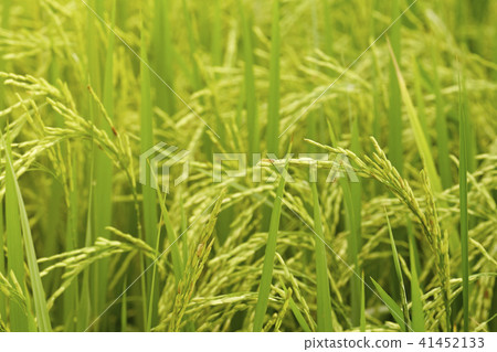 Close-up of riceplant 41452133