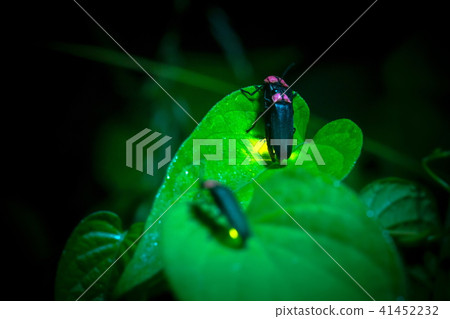 Mating of Genji firefly Mating of Genji firefly 41452232