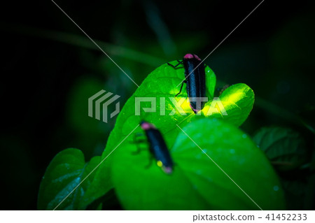 源氏螢火蟲 源氏螢火蟲 41452233