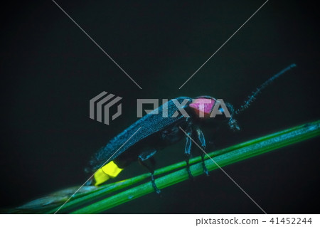 源氏螢火蟲 41452244