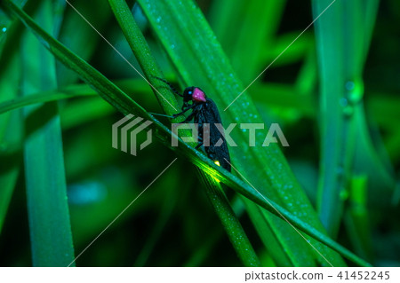 源氏螢火蟲 41452245