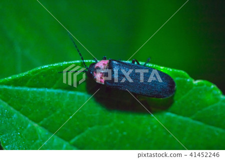 源氏螢火蟲 源氏螢火蟲 41452246