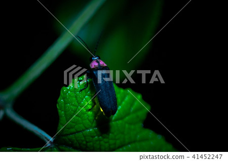 源氏螢火蟲 源氏螢火蟲 41452247