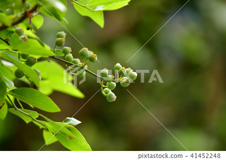 新鮮的綠色，成熟的藍莓，家庭園藝圖像素材 41452248