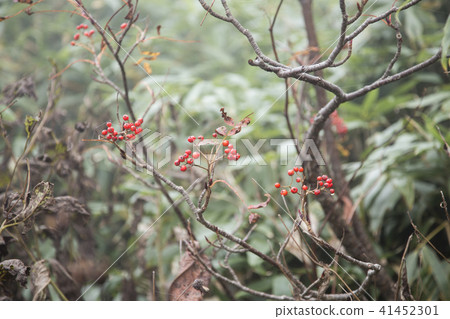 Rowan berries Rowan berries 41452301