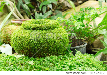 Homonoia riparia Lour 41452412