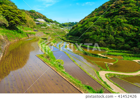 Hamanoura水稻梯田的竹景觀[佐賀縣] 41452426