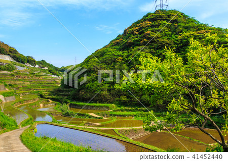 Hamanoura水稻梯田的竹景觀[佐賀縣] 41452440