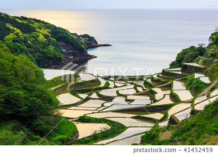 Hamanoura水稻梯田的竹景觀[佐賀縣] 41452459