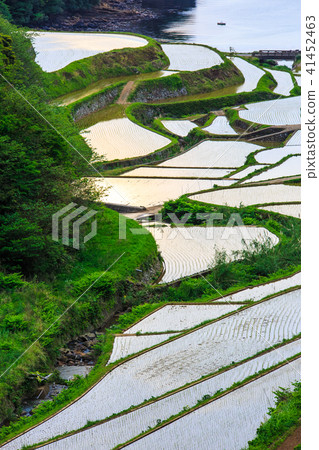 Hamanoura水稻梯田的竹景觀[佐賀縣] 41452463