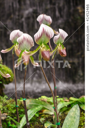 Lady's Slipper in orchid greenhouse Lady's Slipper in orchid greenhouse 41452466
