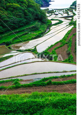 Hamanoura水稻梯田的竹景觀[佐賀縣] 41452478