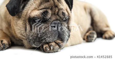 Pug dog lying close-up Pug dog lying close-up 41452885
