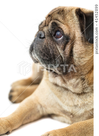 Pug dog lying close-up Pug dog lying close-up 41452899