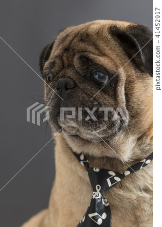 dog pug in a tie dog pug in a tie 41452917