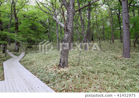 Boardwalk Boardwalk 41452975