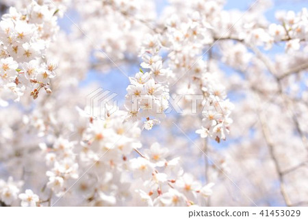 Cherry Blossoms	 41453029