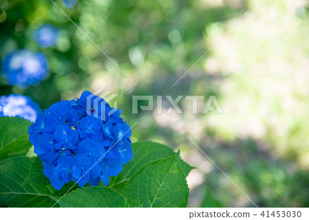 Hydrangea blooming in the early summer Blue hydrangea Hydrangea blooming in the early summer Blue hydrangea 41453030