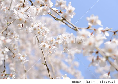 Cherry Blossoms	 41453031