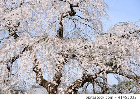 Cherry Blossoms	 41453032