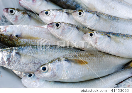 Fresh Mullet Fish for Cooking. 41453063