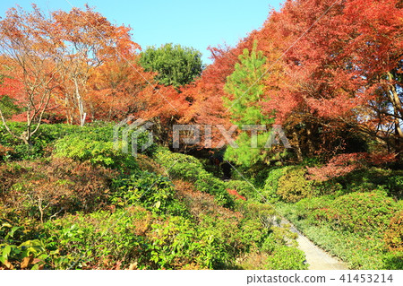 Autumn in Arashiyama: Okochi Sanso Garden 41453214