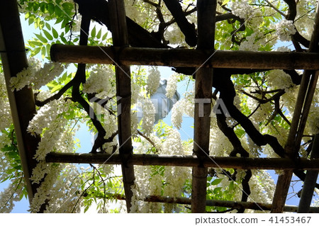 Takasaki White Coat Large Tone and Wisteria trellis Takasaki White Coat Large Tone and Wisteria trellis 41453467