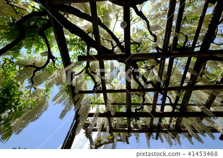 Takasaki White Coat Large Tone and Wisteria trellis 41453468