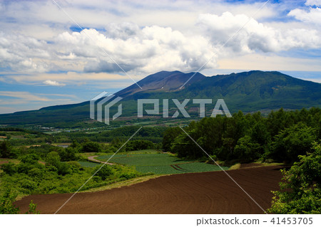 Tsumagoi village of Takahara cabbage 41453705