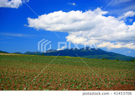 Tsumagoi village of Takahara cabbage 41453706