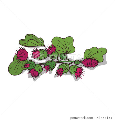 Isolated clipart Burdock 41454134